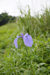 Iris ensata