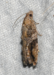 Proteoteras crescentana