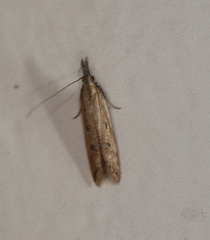 Dichomeris acuminatus