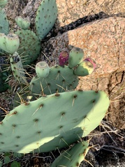 Opuntia pyrocarpa