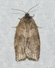 Choristoneura conflictana