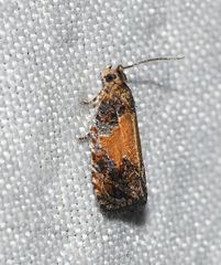 Olethreutes osmundana