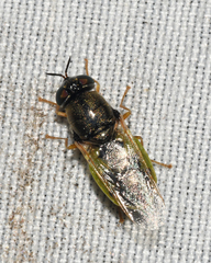 Odontomyia virgo