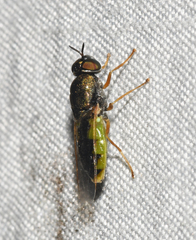 Odontomyia virgo