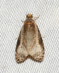 Olethreutes inornatana