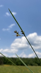 Scleria muehlenbergii