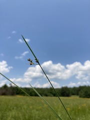 Scleria muehlenbergii