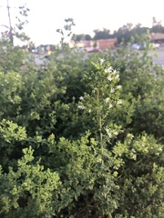 Origanum majorana