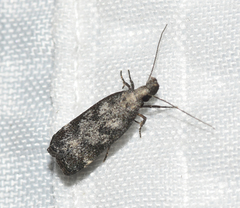 Dichomeris inversella