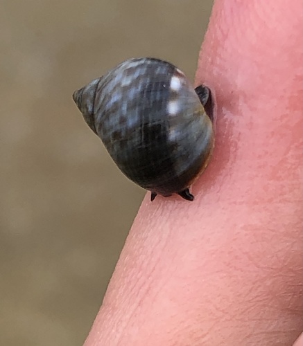 photo of Periwinkle Snails (Littorinidae)
