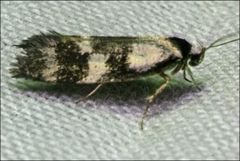 Cosmaresta archedora
