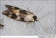 Cosmaresta archedora