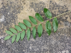 Polygonatum cyrtonema