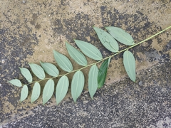 Polygonatum cyrtonema