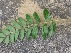 Polygonatum cyrtonema