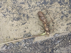 Polygonatum cyrtonema