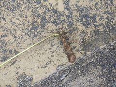 Polygonatum cyrtonema