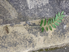 Polygonatum cyrtonema