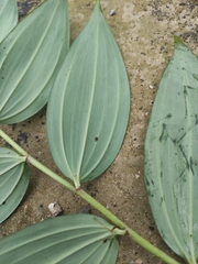 Polygonatum cyrtonema