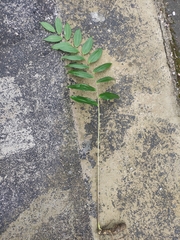 Polygonatum cyrtonema