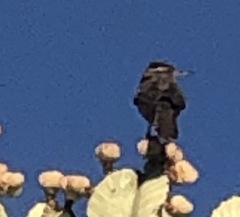 Campylorhynchus brunneicapillus sandiegensis