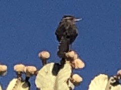 Campylorhynchus brunneicapillus sandiegensis