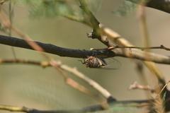 Diceroprocta cinctifera