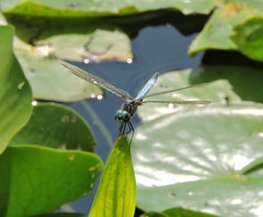 Pachydiplax longipennis