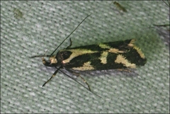 Epithymema incomposita