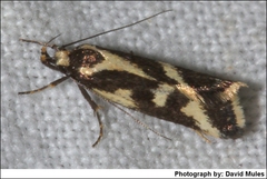 Epithymema incomposita