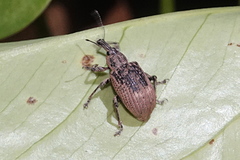 Catastygnus rivulosus