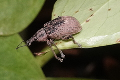 Catastygnus rivulosus