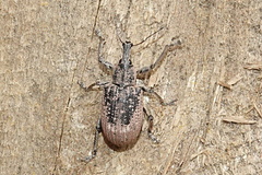 Catastygnus rivulosus