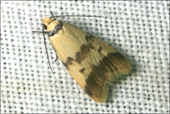 Heteroteucha anthodora