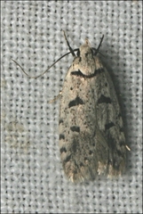 Scatochresis episema