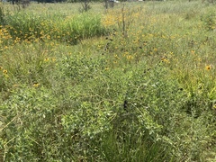 Baptisia alba macrophylla