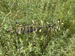 Baptisia alba macrophylla