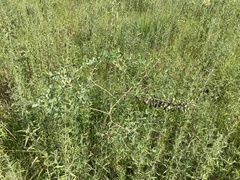 Baptisia alba macrophylla