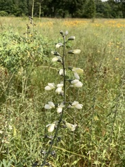 Baptisia alba macrophylla