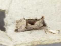 Autographa ampla