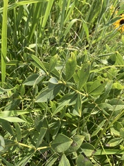 Baptisia bracteata leucophaea