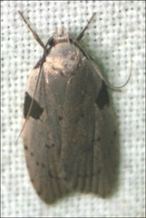 Zonopetala quadripustulella