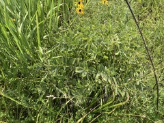 Baptisia bracteata leucophaea