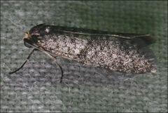Lepidoscia annosella
