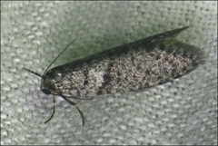 Lepidoscia annosella