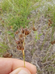 Juncus longistylis