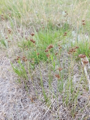 Juncus longistylis