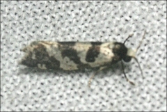 Lepidoscia characota