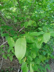 Erythroxylum havanense