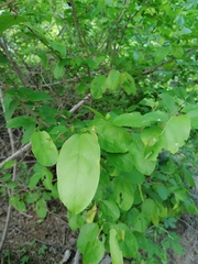 Erythroxylum havanense